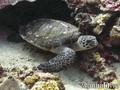 scuba diving photo