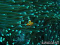 scuba diving photo