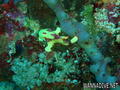 scuba diving photo