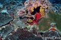 scuba diving photo