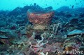 scuba diving photo