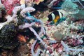 scuba diving photo
