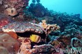 scuba diving photo