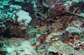 scuba diving photo