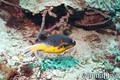 scuba diving photo