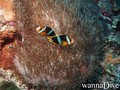 scuba diving photo