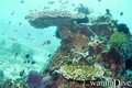 scuba diving photo