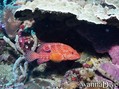 scuba diving photo