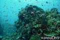 scuba diving photo