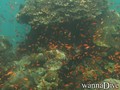 scuba diving photo