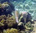 scuba diving photo