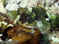 scuba diving photo