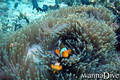 scuba diving photo