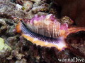 scuba diving photo