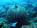 scuba diving photo