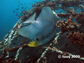 scuba diving photo