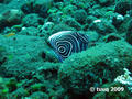 scuba diving photo