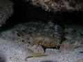 scuba diving photo