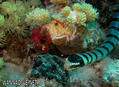 foto de buceo