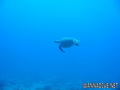scuba diving photo