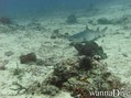 scuba diving photo