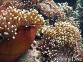 foto de buceo