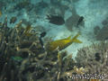 foto de buceo