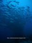 scuba diving photo