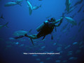 scuba diving photo