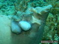 scuba diving photo