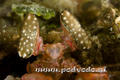foto de buceo