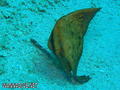 foto de buceo