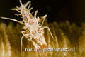 scuba diving photo