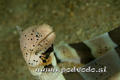 scuba diving photo
