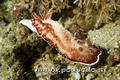 scuba diving photo