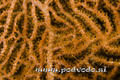 foto de buceo