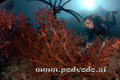 foto de buceo