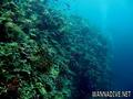 scuba diving photo