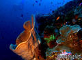 foto de buceo
