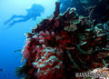 foto de buceo
