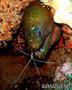scuba diving photo