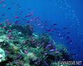 scuba diving photo