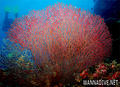 scuba diving photo