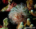 scuba diving photo