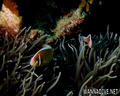 scuba diving photo