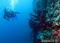scuba diving photo