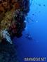 scuba diving photo