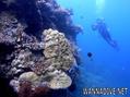 scuba diving photo