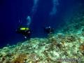 scuba diving photo
