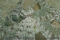 foto de buceo